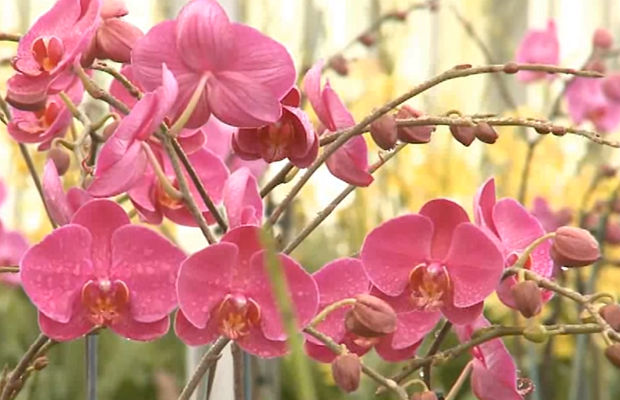 Floraison d'une orchidée phalaenopsis - conseils pour avoir des fleurs